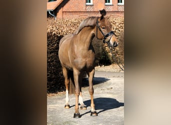 Niemiecki kuc wierzchowy, Klacz, 5 lat, 153 cm, Ciemnokasztanowata