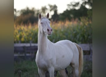 Niemiecki kuc wierzchowy, Klacz, 5 lat, 155 cm, Cremello