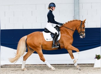 Niemiecki kuc wierzchowy, Klacz, 5 lat, 160 cm, Kasztanowata