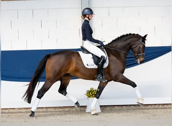 Niemiecki kuc wierzchowy, Klacz, 5 lat, 163 cm, Ciemnogniada
