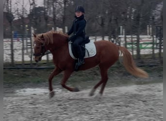Niemiecki kuc wierzchowy Mix, Klacz, 5 lat, Kasztanowata