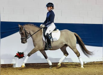 Niemiecki kuc wierzchowy, Klacz, 6 lat, 142 cm, Bułana