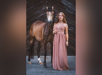 Niemiecki kuc wierzchowy, Klacz, 6 lat, 145 cm, Bułana