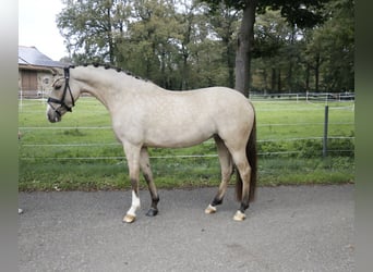 Niemiecki kuc wierzchowy, Klacz, 6 lat, 145 cm, Bułana