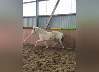Niemiecki kuc wierzchowy, Klacz, 6 lat, 146 cm, Cremello