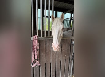 Niemiecki kuc wierzchowy, Klacz, 6 lat, 146 cm, Cremello