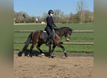 Niemiecki kuc wierzchowy, Klacz, 6 lat, 146 cm, Gniada