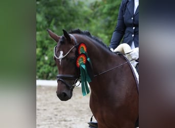 Niemiecki kuc wierzchowy, Klacz, 6 lat, 146 cm, Gniada