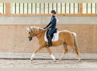 Niemiecki kuc wierzchowy, Klacz, 6 lat, 146 cm, Izabelowata