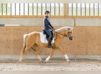 Niemiecki kuc wierzchowy, Klacz, 6 lat, 146 cm, Izabelowata