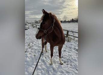 Niemiecki kuc wierzchowy, Klacz, 6 lat, 146 cm, Kasztanowata