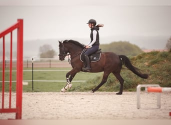 Niemiecki kuc wierzchowy, Klacz, 6 lat, 147 cm, Kara