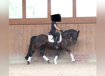 Niemiecki kuc wierzchowy, Klacz, 6 lat, 147 cm, Kara