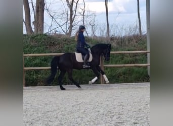 Niemiecki kuc wierzchowy, Klacz, 6 lat, 147 cm, Kara
