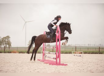 Niemiecki kuc wierzchowy, Klacz, 6 lat, 147 cm, Kara