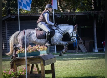 Niemiecki kuc wierzchowy, Klacz, 6 lat, 147 cm, Siwa