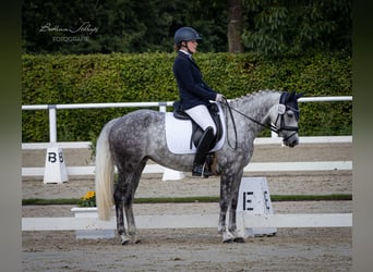 Niemiecki kuc wierzchowy, Klacz, 6 lat, 147 cm, Siwa