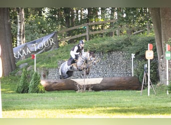 Niemiecki kuc wierzchowy, Klacz, 6 lat, 147 cm, Siwa