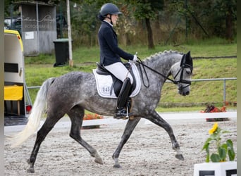 Niemiecki kuc wierzchowy, Klacz, 6 lat, 147 cm, Siwa