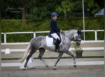 Niemiecki kuc wierzchowy, Klacz, 6 lat, 147 cm, Siwa