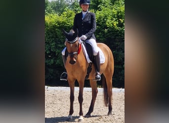 Niemiecki kuc wierzchowy, Klacz, 6 lat, 148 cm, Bułana