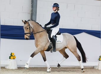 Niemiecki kuc wierzchowy, Klacz, 6 lat, 148 cm, Bułana