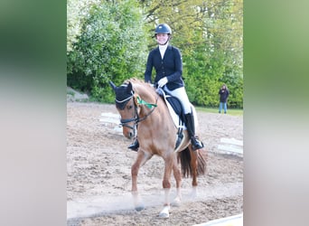 Niemiecki kuc wierzchowy, Klacz, 6 lat, 148 cm, Bułana