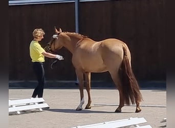 Niemiecki kuc wierzchowy, Klacz, 6 lat, 148 cm, Bułana