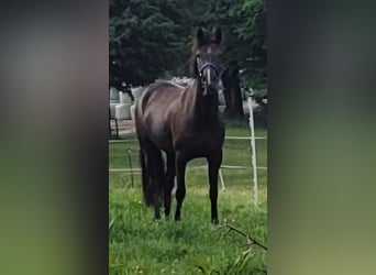 Niemiecki kuc wierzchowy, Klacz, 6 lat, 148 cm, Ciemnokasztanowata