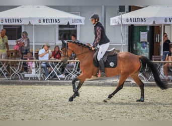 Niemiecki kuc wierzchowy, Klacz, 6 lat, 148 cm, Gniada