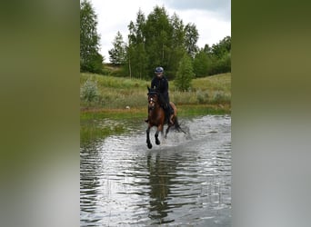 Niemiecki kuc wierzchowy, Klacz, 6 lat, 148 cm, Gniada