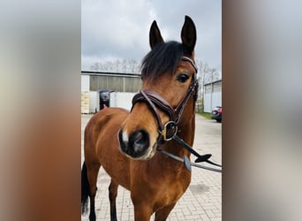 Niemiecki kuc wierzchowy, Klacz, 6 lat, 148 cm, Gniada