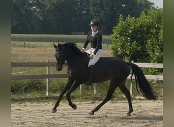 Niemiecki kuc wierzchowy, Klacz, 6 lat, 148 cm, Kara