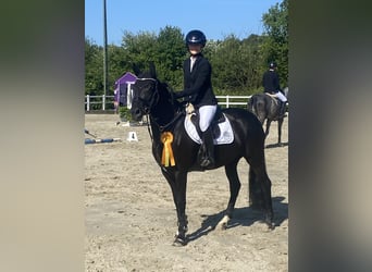 Niemiecki kuc wierzchowy, Klacz, 6 lat, 148 cm, Kara