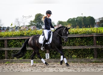 Niemiecki kuc wierzchowy, Klacz, 6 lat, 148 cm, Kara