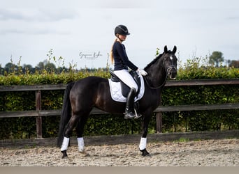 Niemiecki kuc wierzchowy, Klacz, 6 lat, 148 cm, Kara