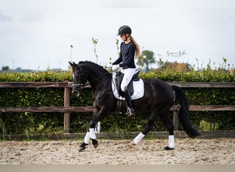 Niemiecki kuc wierzchowy, Klacz, 6 lat, 148 cm, Kara
