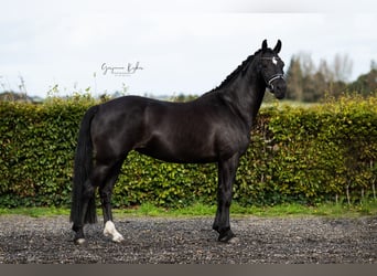 Niemiecki kuc wierzchowy, Klacz, 6 lat, 148 cm, Kara