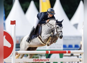 Niemiecki kuc wierzchowy, Klacz, 6 lat, 148 cm, Siwa