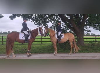 Niemiecki kuc wierzchowy, Klacz, 6 lat, 153 cm, Kasztanowata