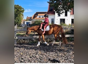 Niemiecki kuc wierzchowy, Klacz, 6 lat, 153 cm, Kasztanowata