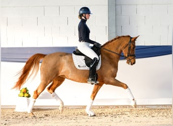 Niemiecki kuc wierzchowy, Klacz, 6 lat, 155 cm, Kasztanowata
