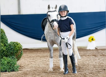 Niemiecki kuc wierzchowy, Klacz, 7 lat, 121 cm, Siwa