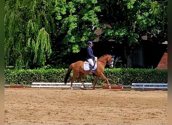 Niemiecki kuc wierzchowy, Klacz, 7 lat, 140 cm, Kasztanowata