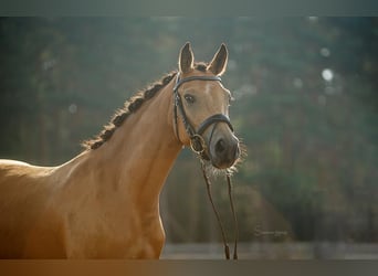Niemiecki kuc wierzchowy, Klacz, 7 lat, 142 cm, Jelenia