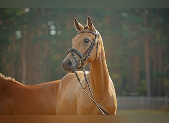 Niemiecki kuc wierzchowy, Klacz, 7 lat, 142 cm, Jelenia