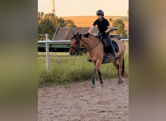 Niemiecki kuc wierzchowy Mix, Klacz, 7 lat, 143 cm, Bułana
