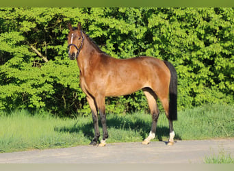 Niemiecki kuc wierzchowy, Klacz, 7 lat, 145 cm, Gniada