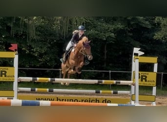 Niemiecki kuc wierzchowy, Klacz, 7 lat, 145 cm, Kasztanowata