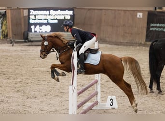 Niemiecki kuc wierzchowy, Klacz, 7 lat, 145 cm, Kasztanowata